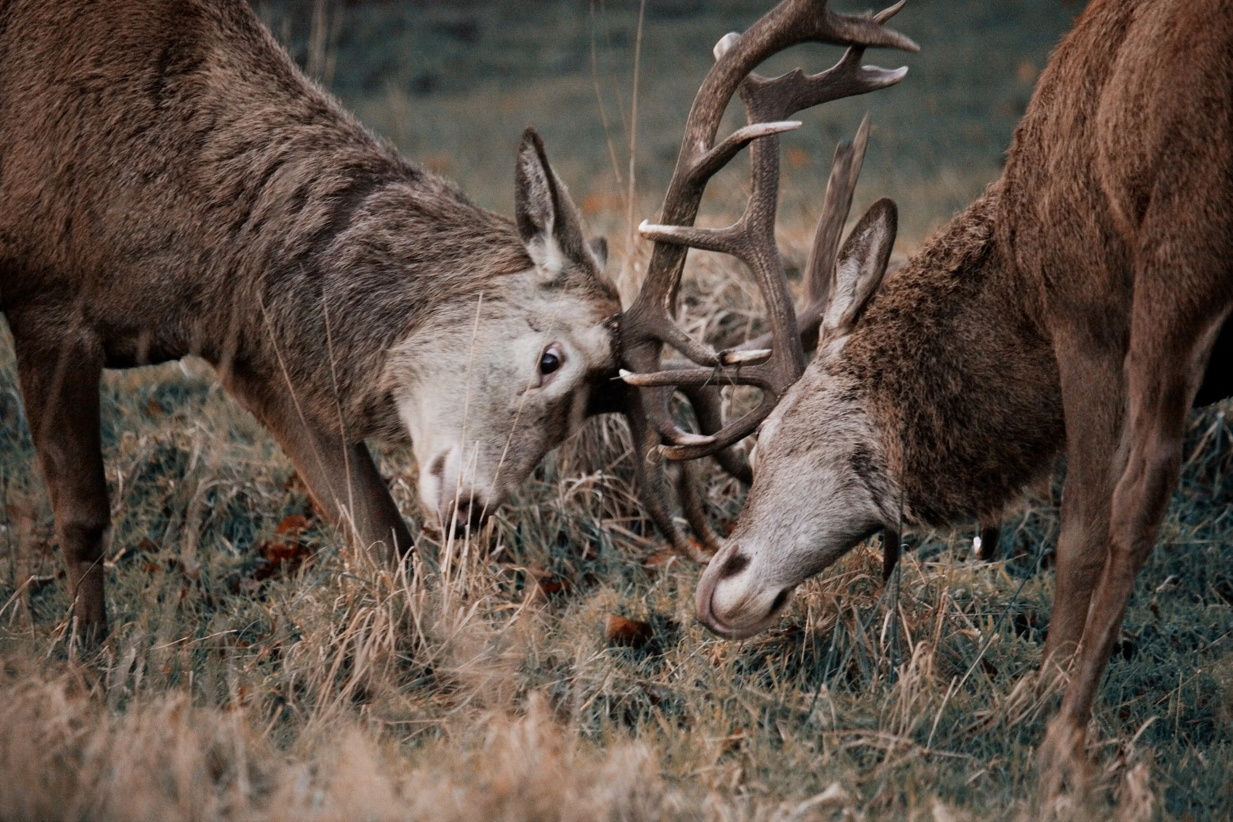 Hunting in Texas: Tips and Techniques for Success