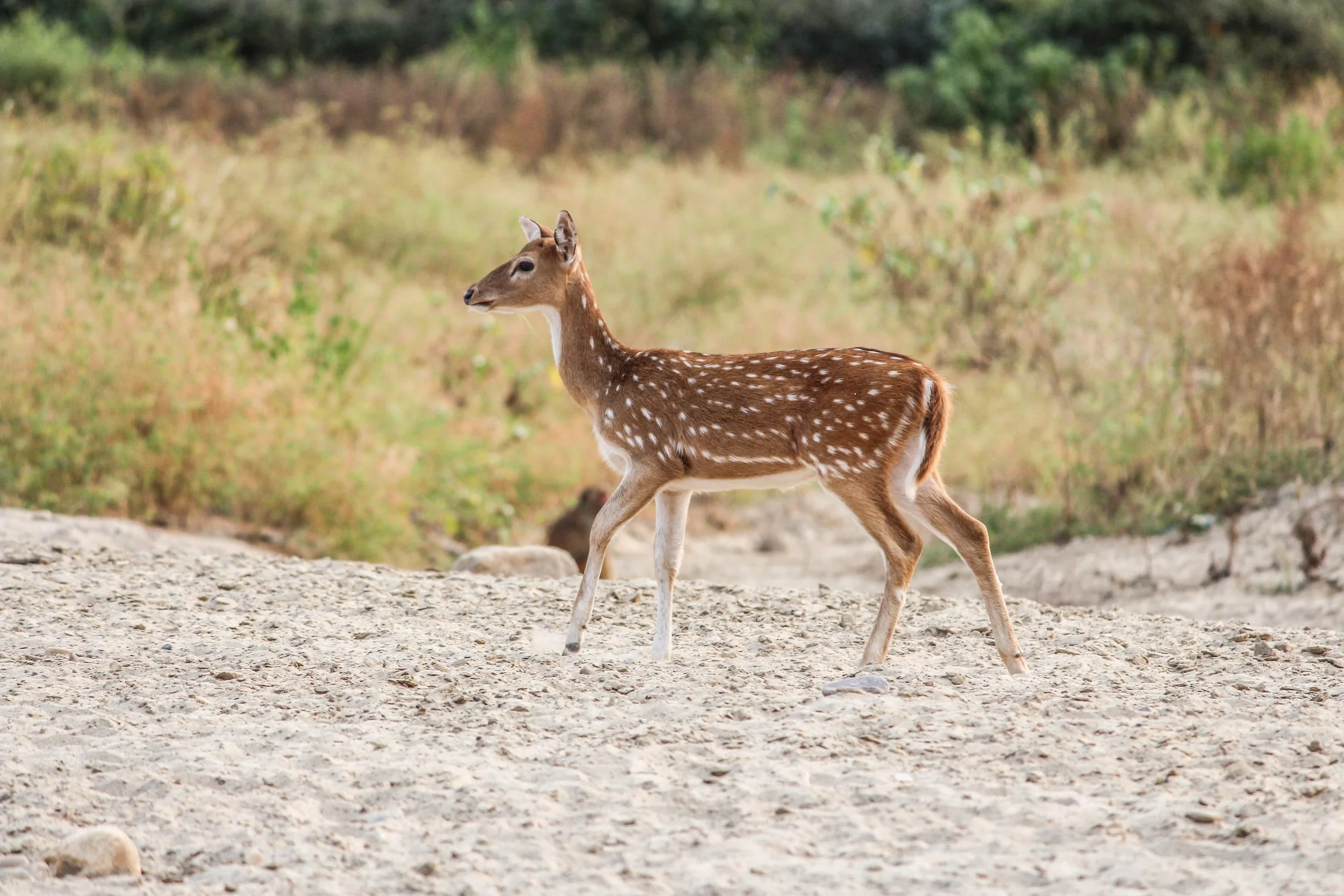 All About Hunting for Deer in Texas