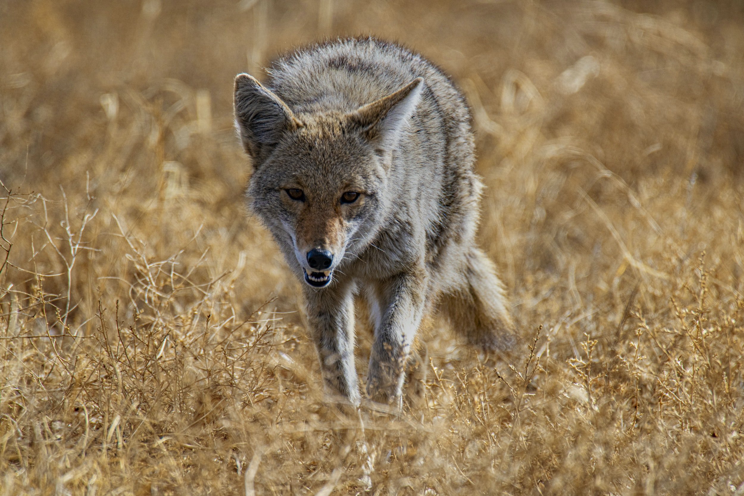 An Introduction to Coyote Hunting in Texas