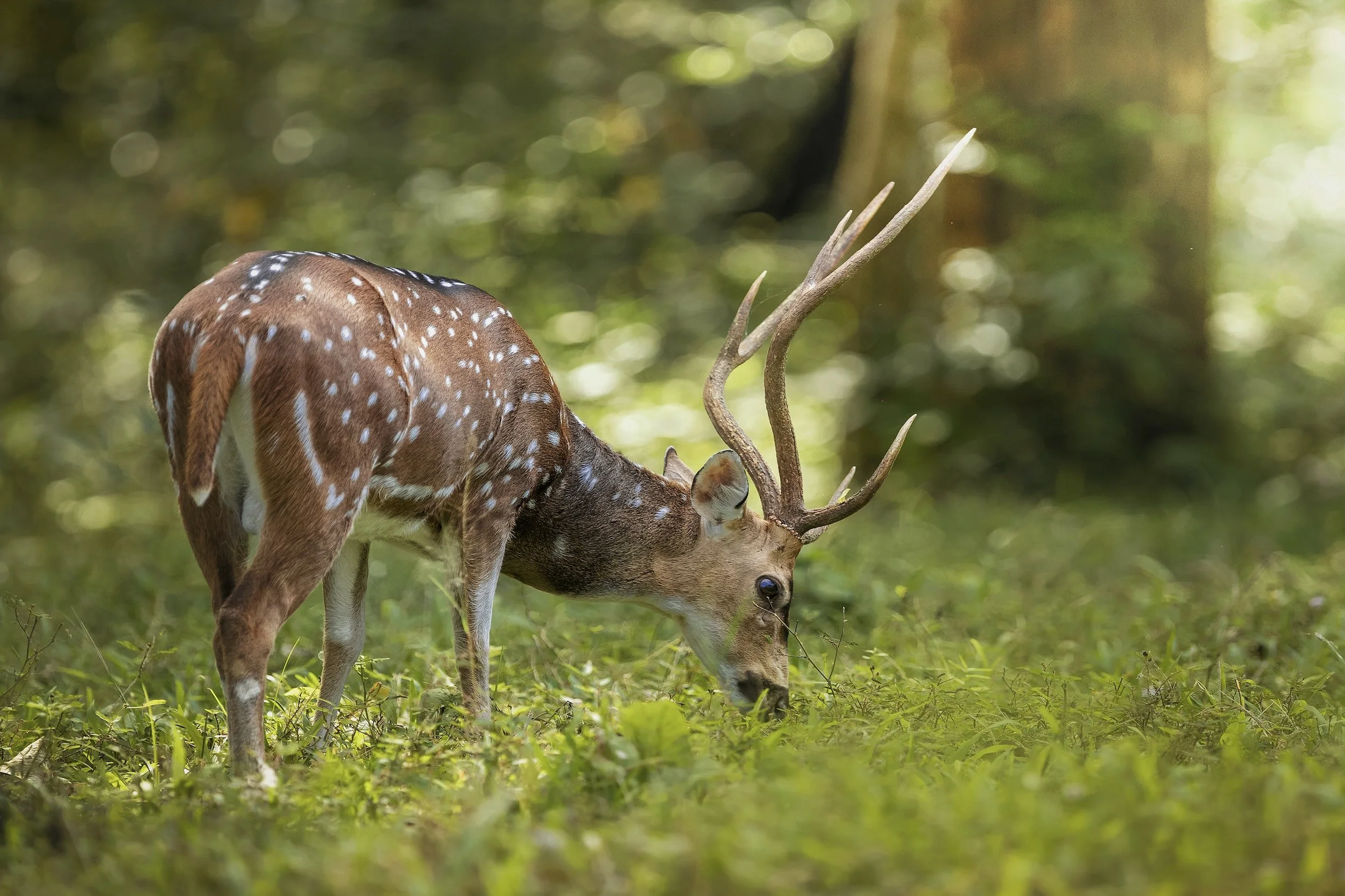 Hunting in Texas: Rules and Regulations for a Safe and Sustainable Sport