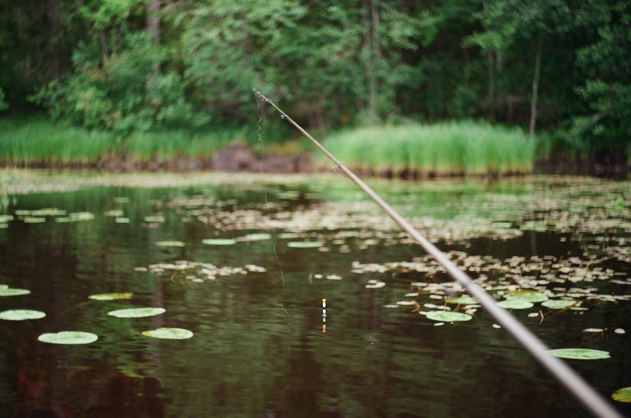 Texas Fish Species 101: Identifying Common Species in the Water 