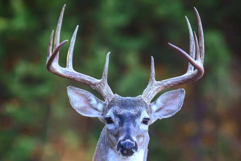 Explore the Latest Hunting Properties in Texas: Our Newest Additions