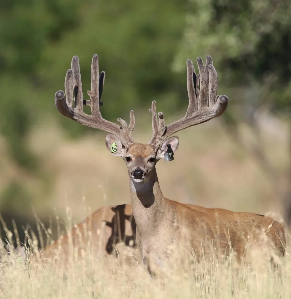 17 New Hunting Leases Added This Week