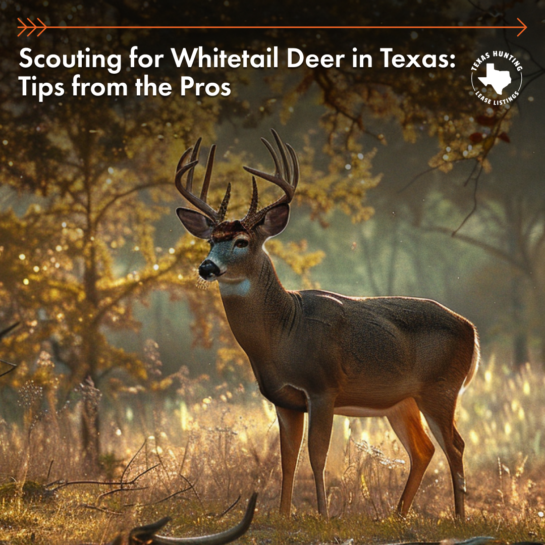 Scouting for Whitetail Deer in Texas: Tips from the Pros
