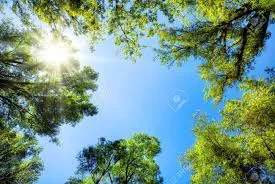 trees.jpg