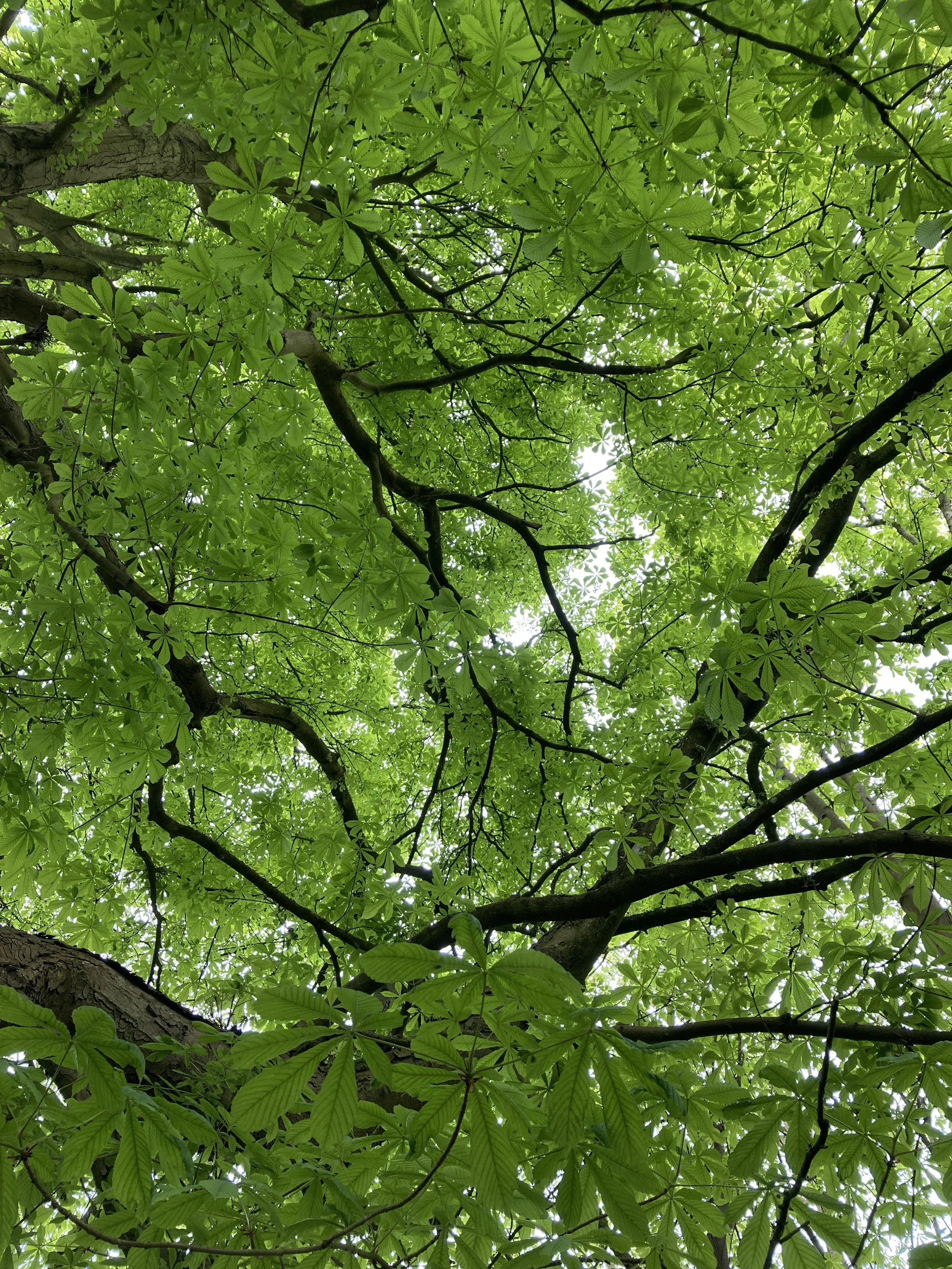 LIFECYCLE - Tyndall Centre for Climate Research