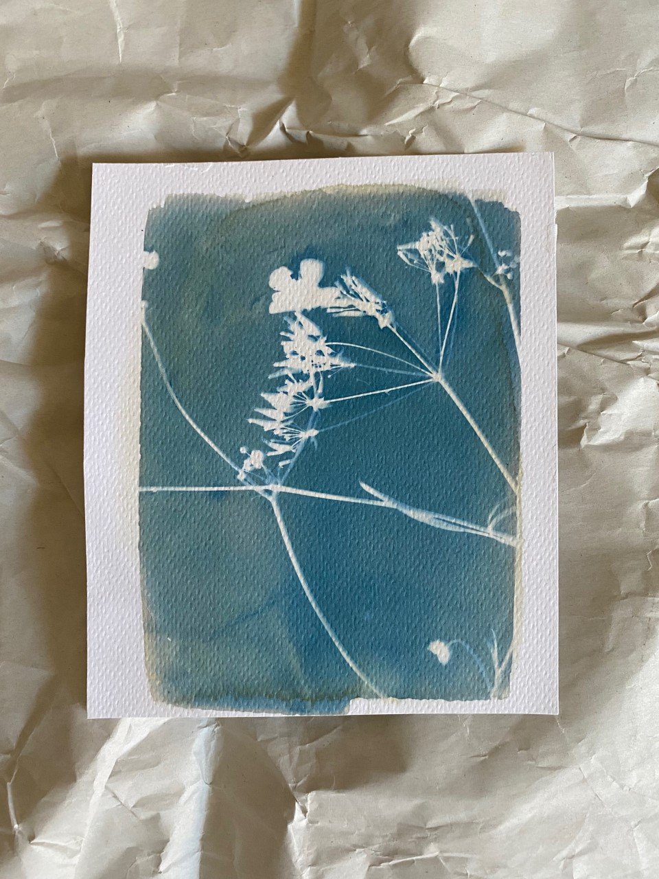 cyanotype-ugoku-denmark-8.jpg