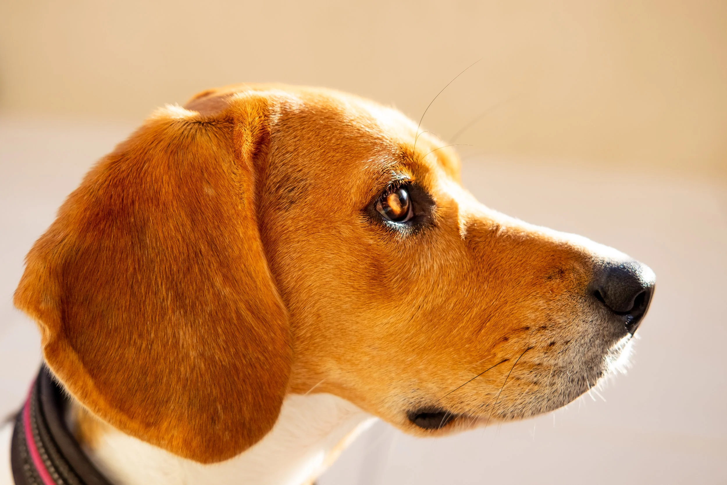 CranioSacral therapy used on canines and cats