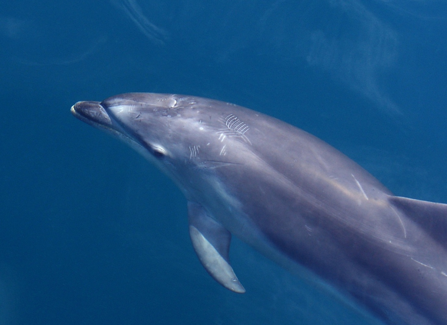 Dolphins used to assist client sessions