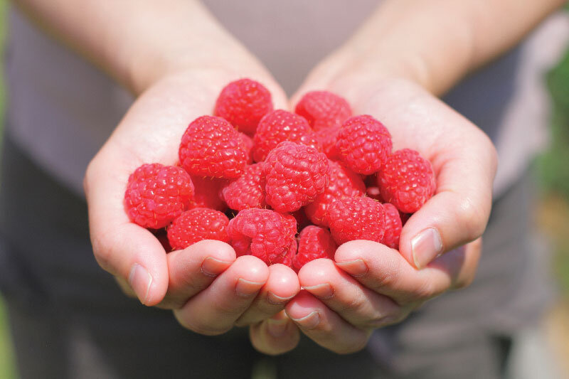 RASPBERRIES