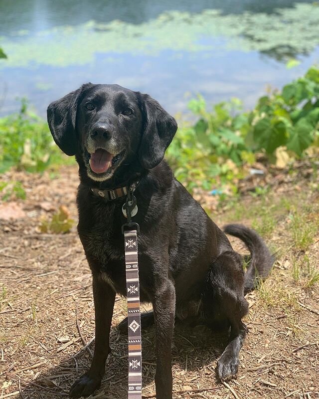 Wanna go fur a doggy paddle karen?? 🏊&zwj;♀️ 🐶 🌊
😆😍 Duncan loves the water!! #seaboy #waterboi #swimmerdog #Duncanbb #karensbbwalks #bbsitter #bbsittersclub #dogwalking #dogwalkerlife #professionaldogwalking #rescue #adoptdontshop #awalkeddogisa