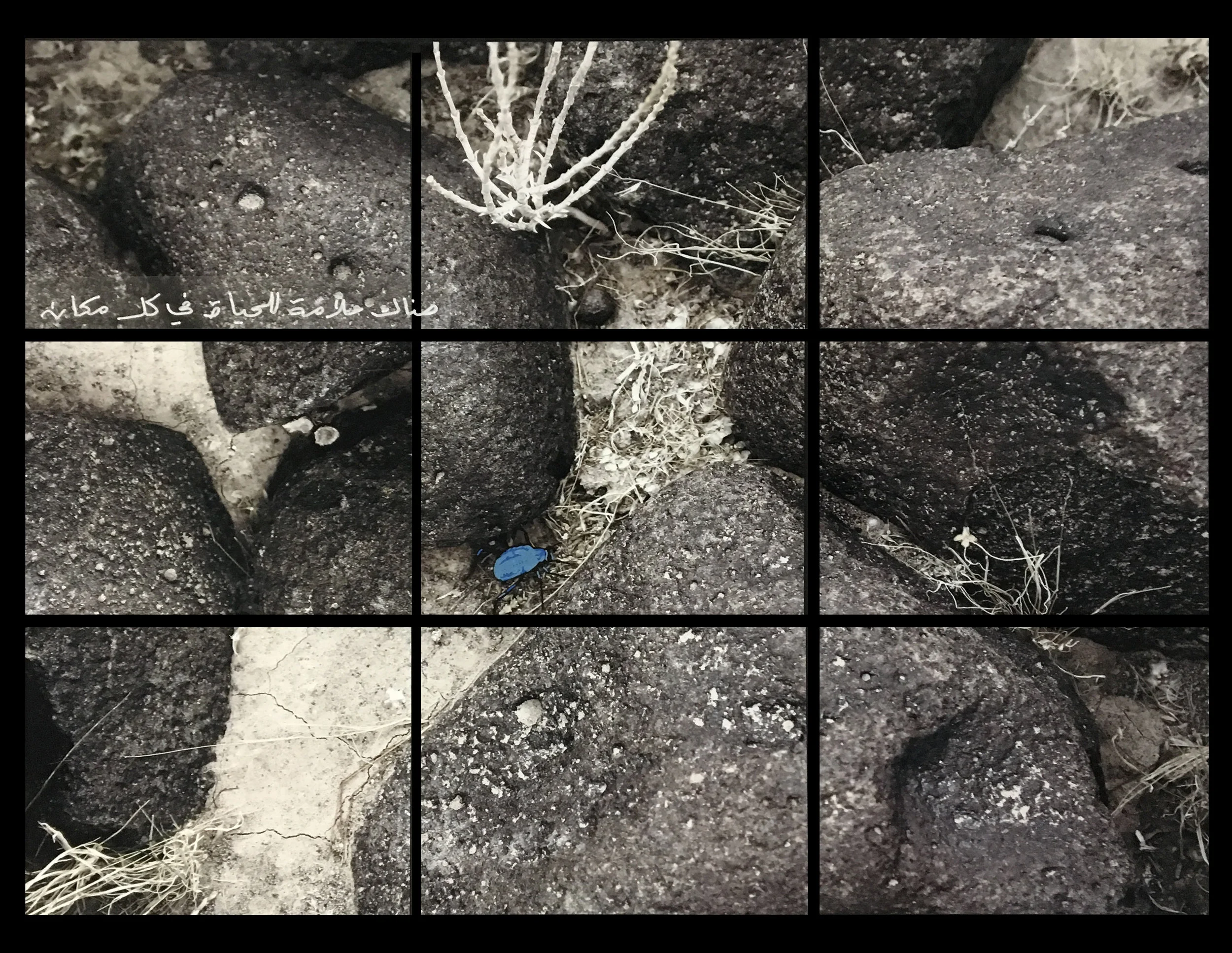 There Are Signs of Life Everywhere