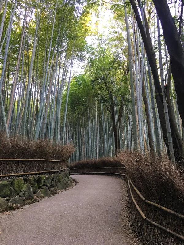 bamboo-forest_.jpg