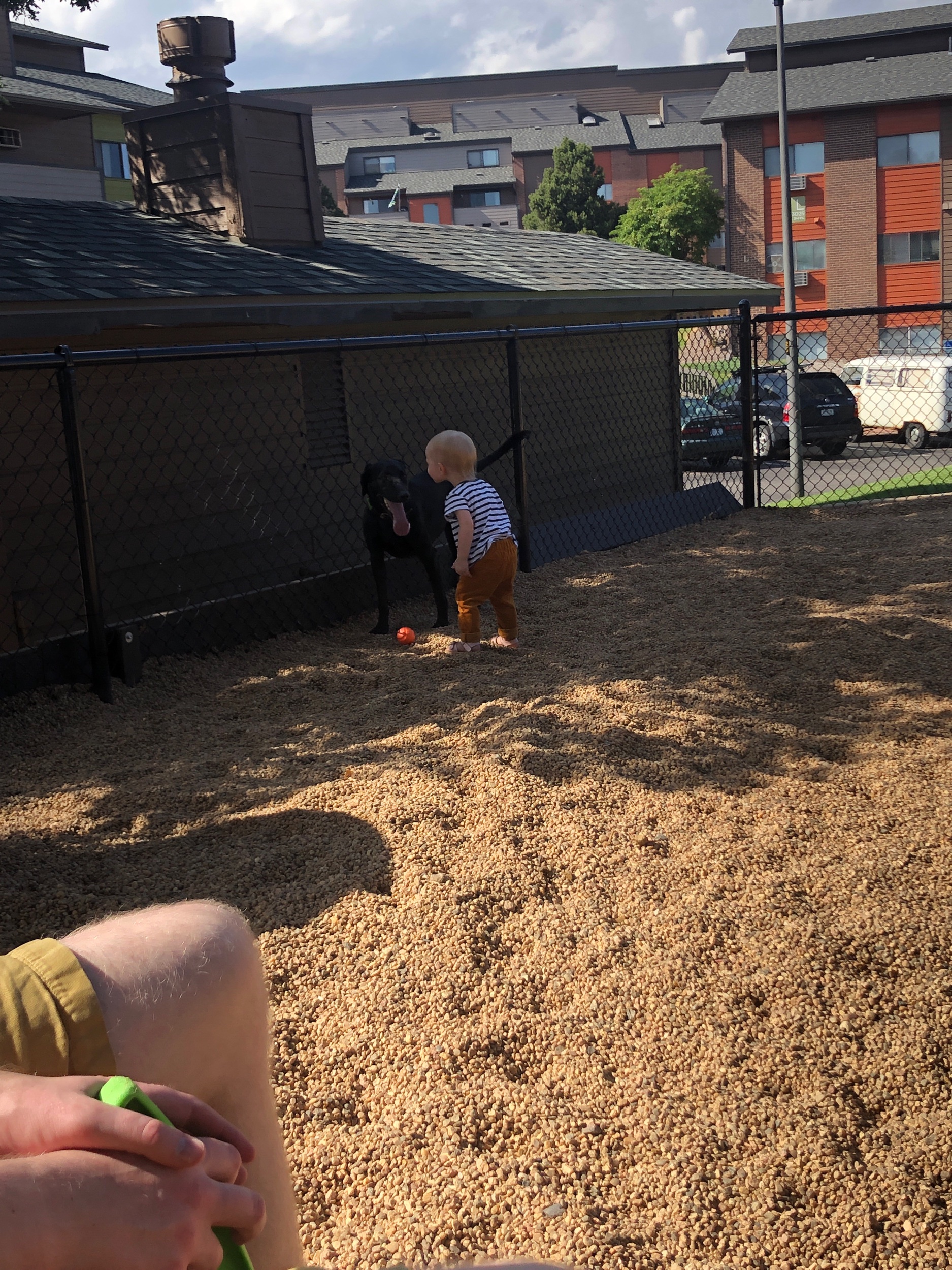 Von playing with Persephone at the dog park one day this week.