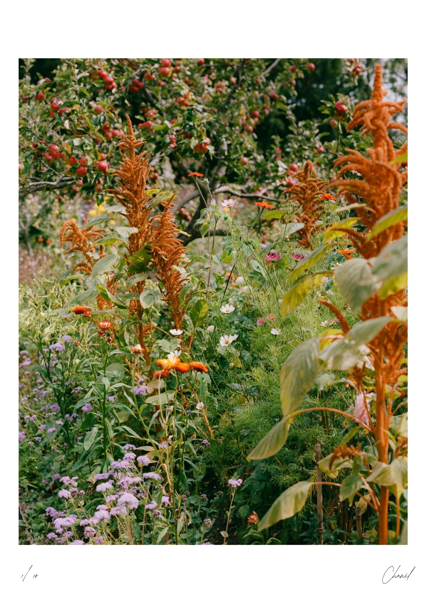 Charleston Garden_Print_Mock.jpg
