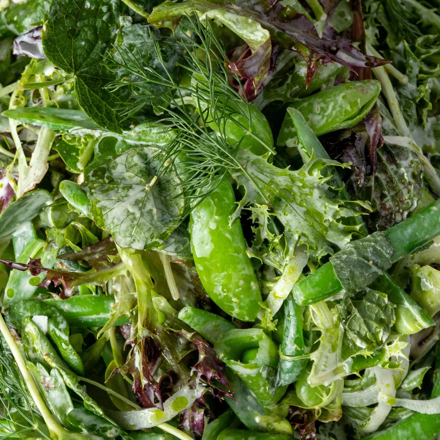 A salad that eats like spring.
Contadina &mdash; baby lettuces, pea tendrils, snap peas, anise, latticello. 🌿
Lunch starts at 11:30 AM.