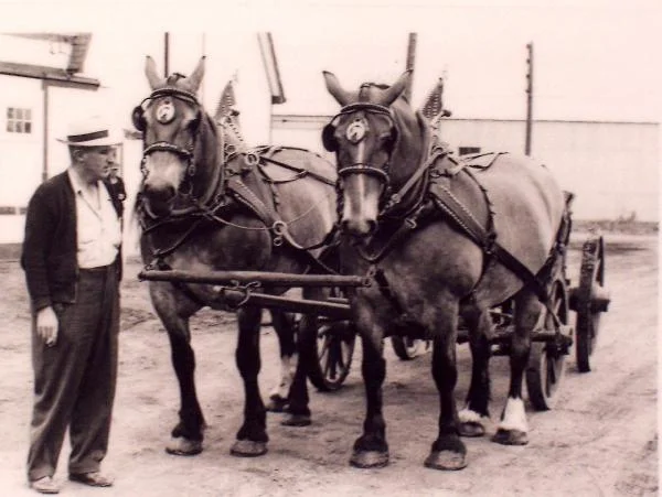 Mr. GL Bower with a draft horse team outside 1800 Garnet St (1951)