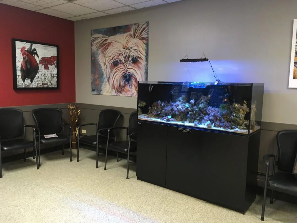  Animal Clinic of Regina’s aquarium in the reception area 
