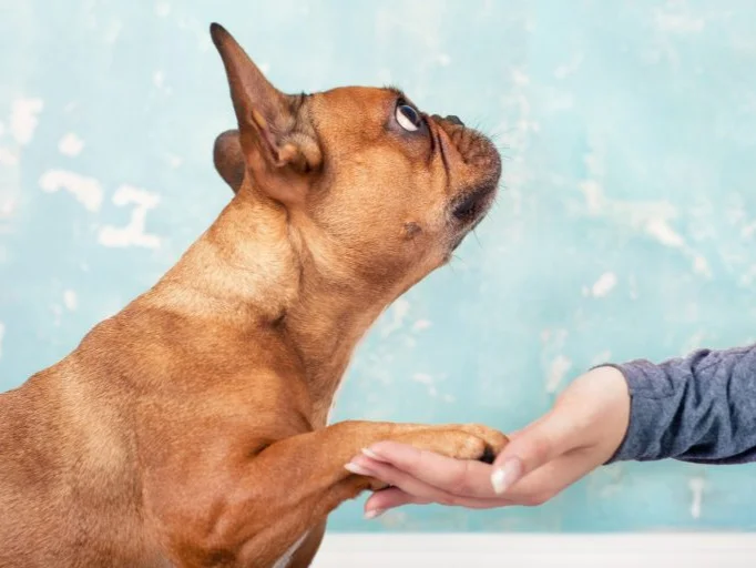 a small brown dog with its paw in a woman’s hand