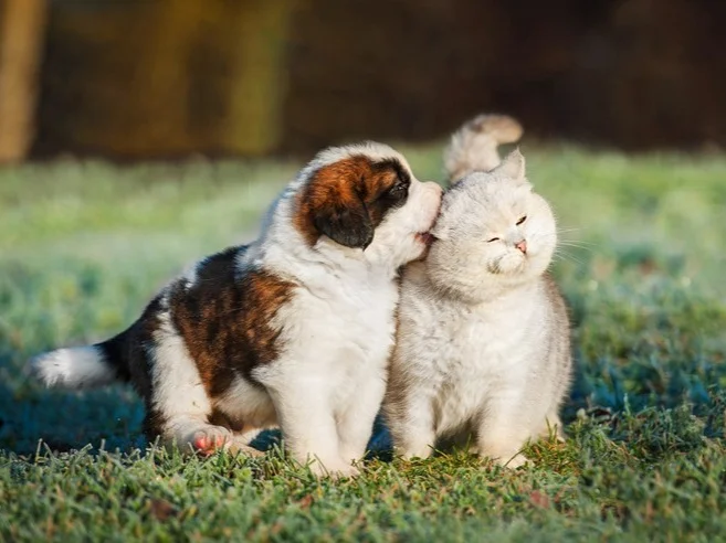 a white puppy with brown spots chews on the ear of a white cat on a lawn