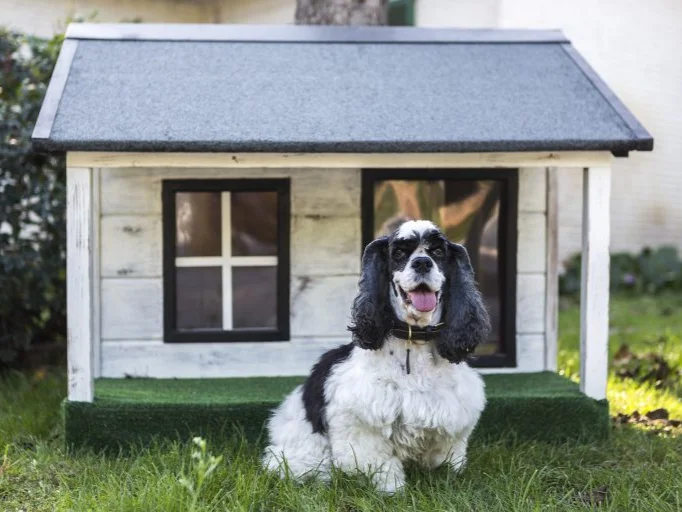 a small black and white dog sitting on a lawn in front of a cute dog house