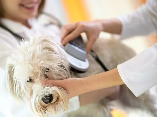 a shaggy white dog having its microchip checked by a vet and her assistant