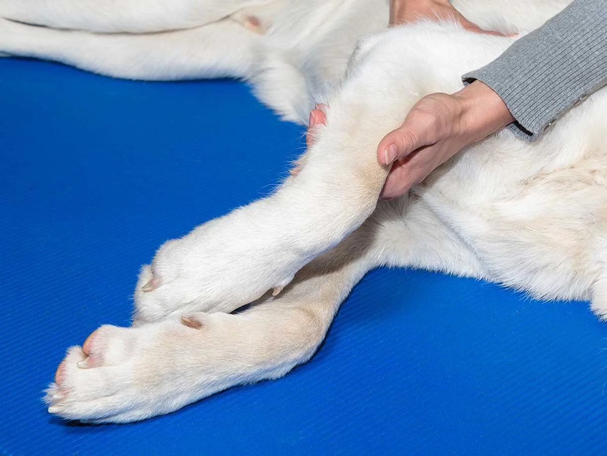 a close-up of a blond dog’s front legs while a woman inspects the top leg