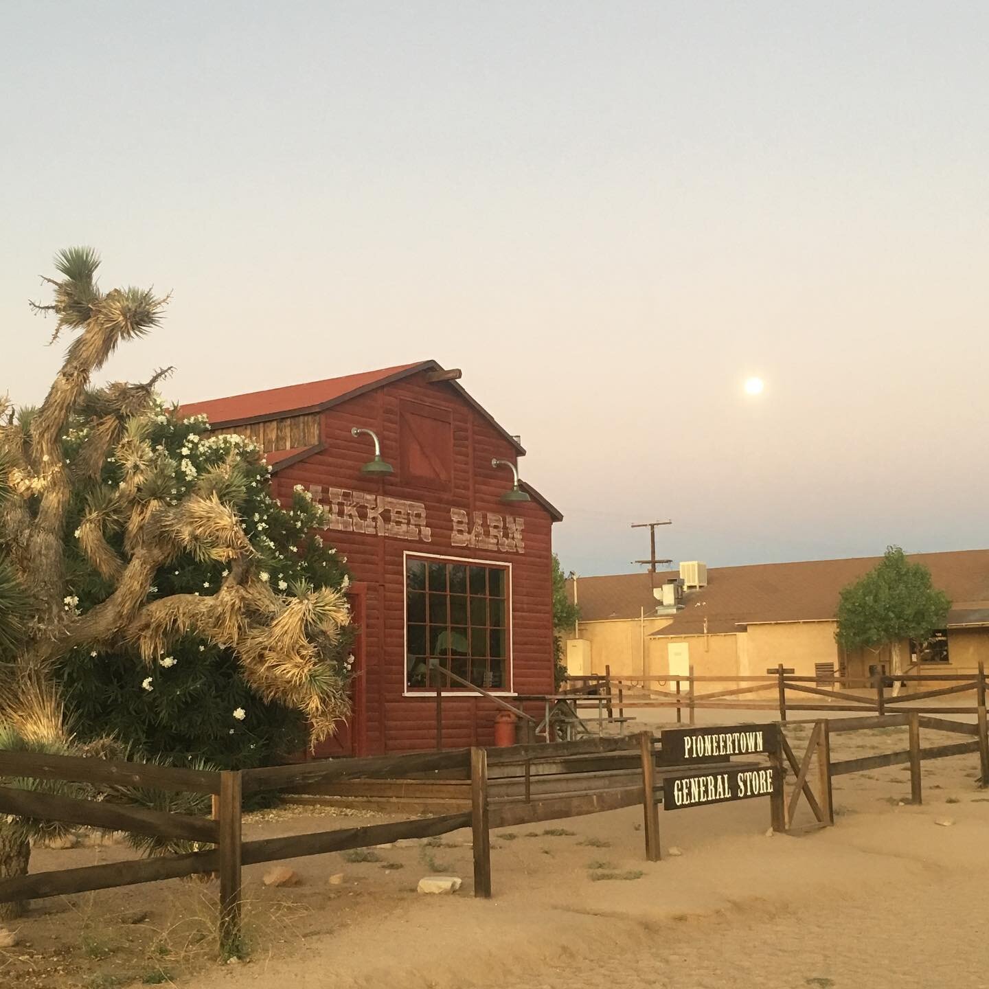 Joshua Tree Moonshine 
#joshuatree #moon #nationalparks #desert #cowboy #roadtrip #scenicroute #offroad #beautiful #sightseeing #adventures #photography