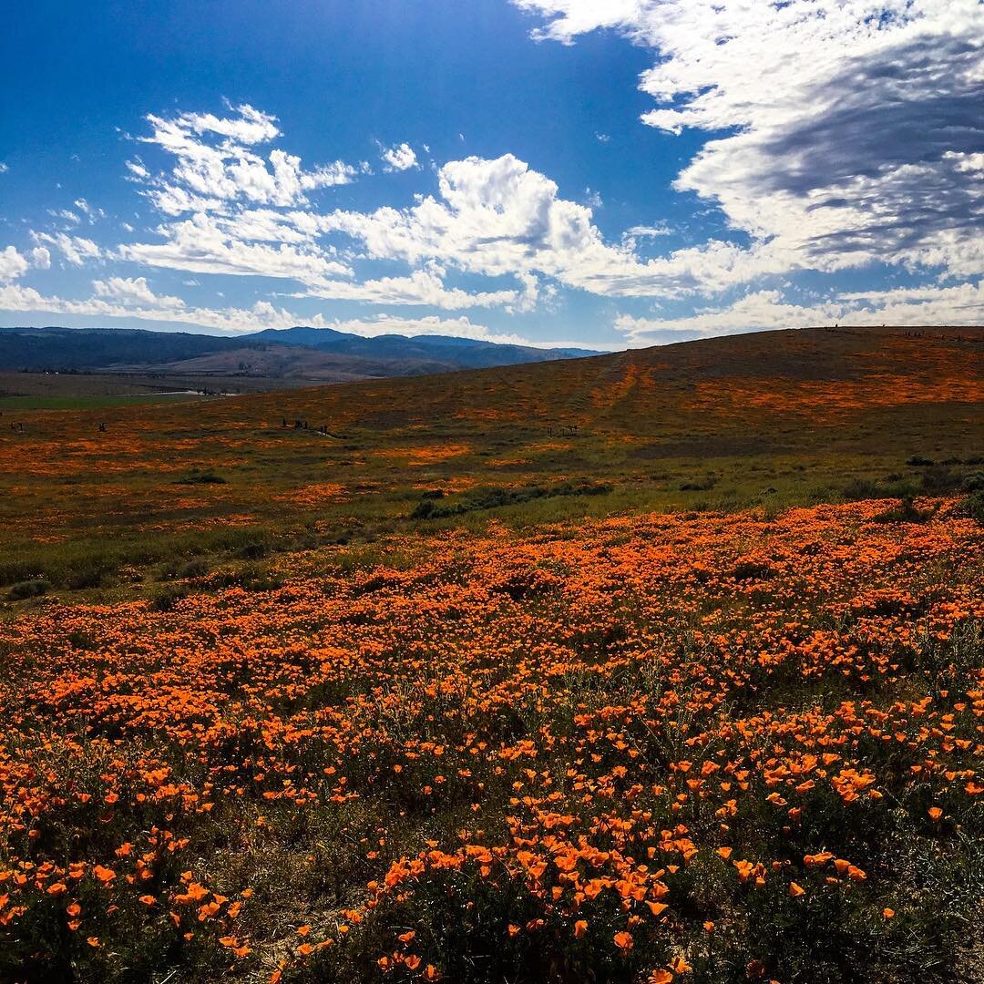 What a sight! The Antelope Valley Poppy Reserve and a sea of Poppy&rsquo;s!
.
.
.
#poppyfields #antelopevalleypoppyreserve #antelopevalley #california #visitcalifornia #travel #sightseeing #travelgram #instaphoto #instaplants #roadtrip #bestoftheday 