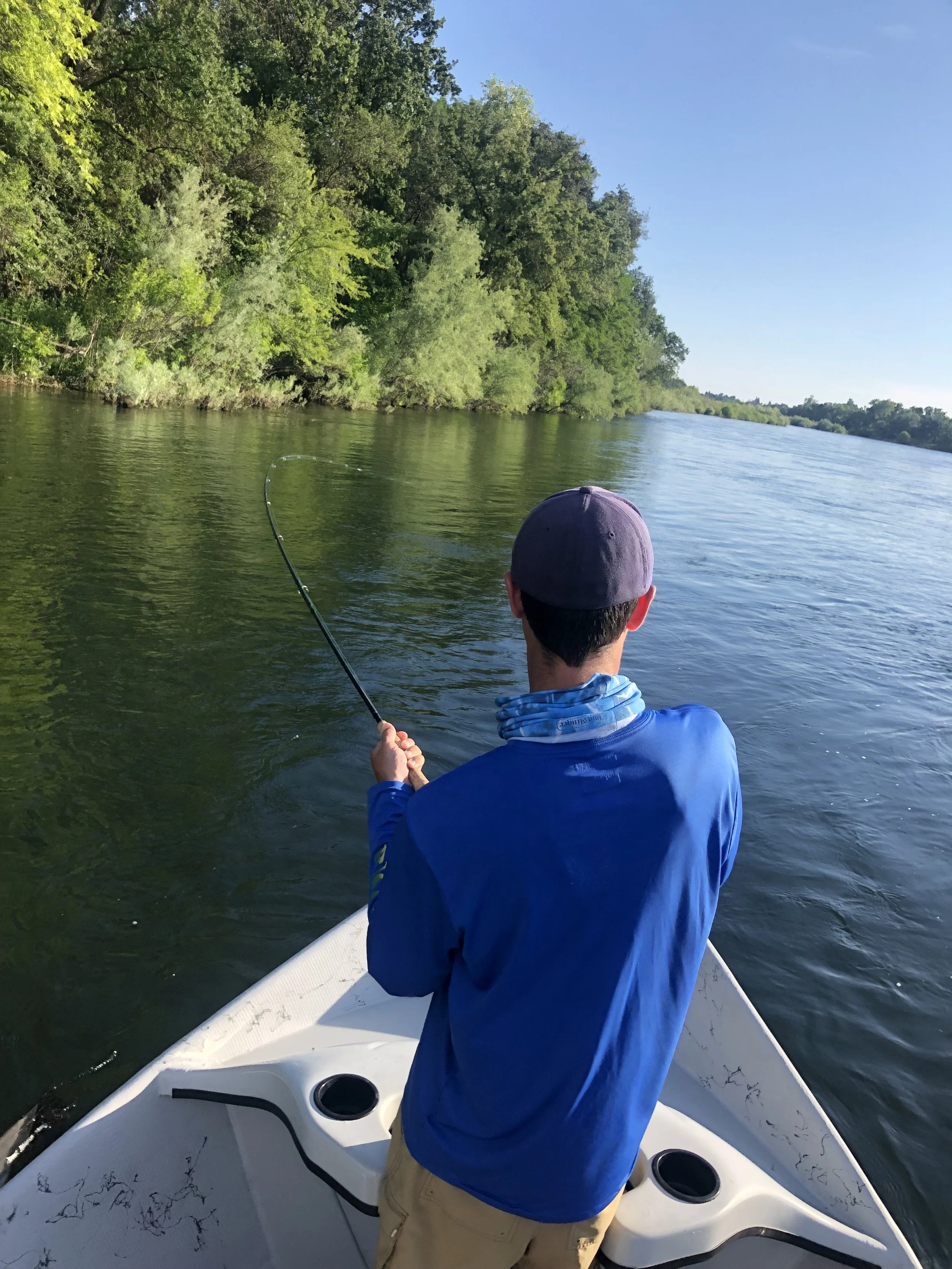 American River Shad