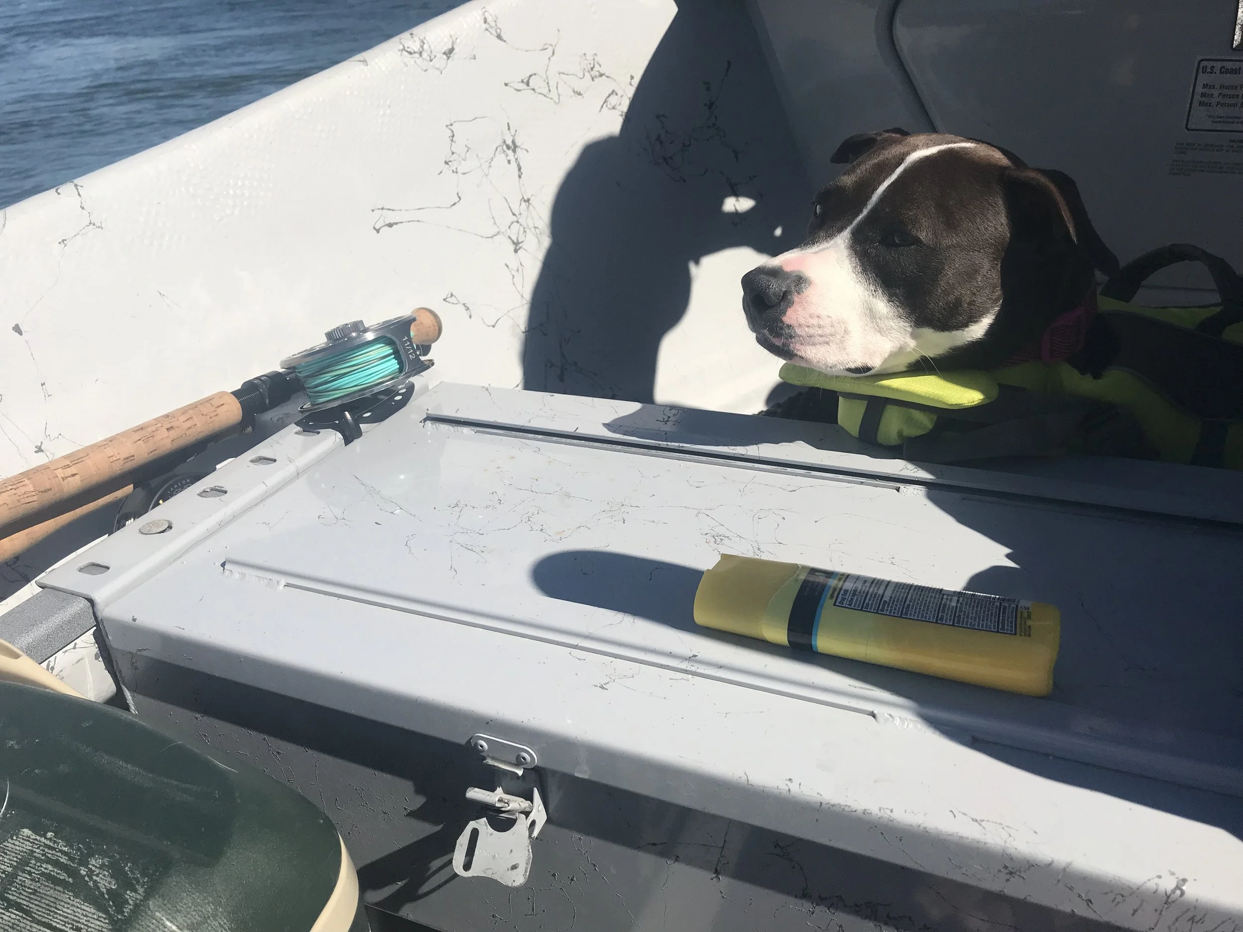 Sleepy Dog on American River