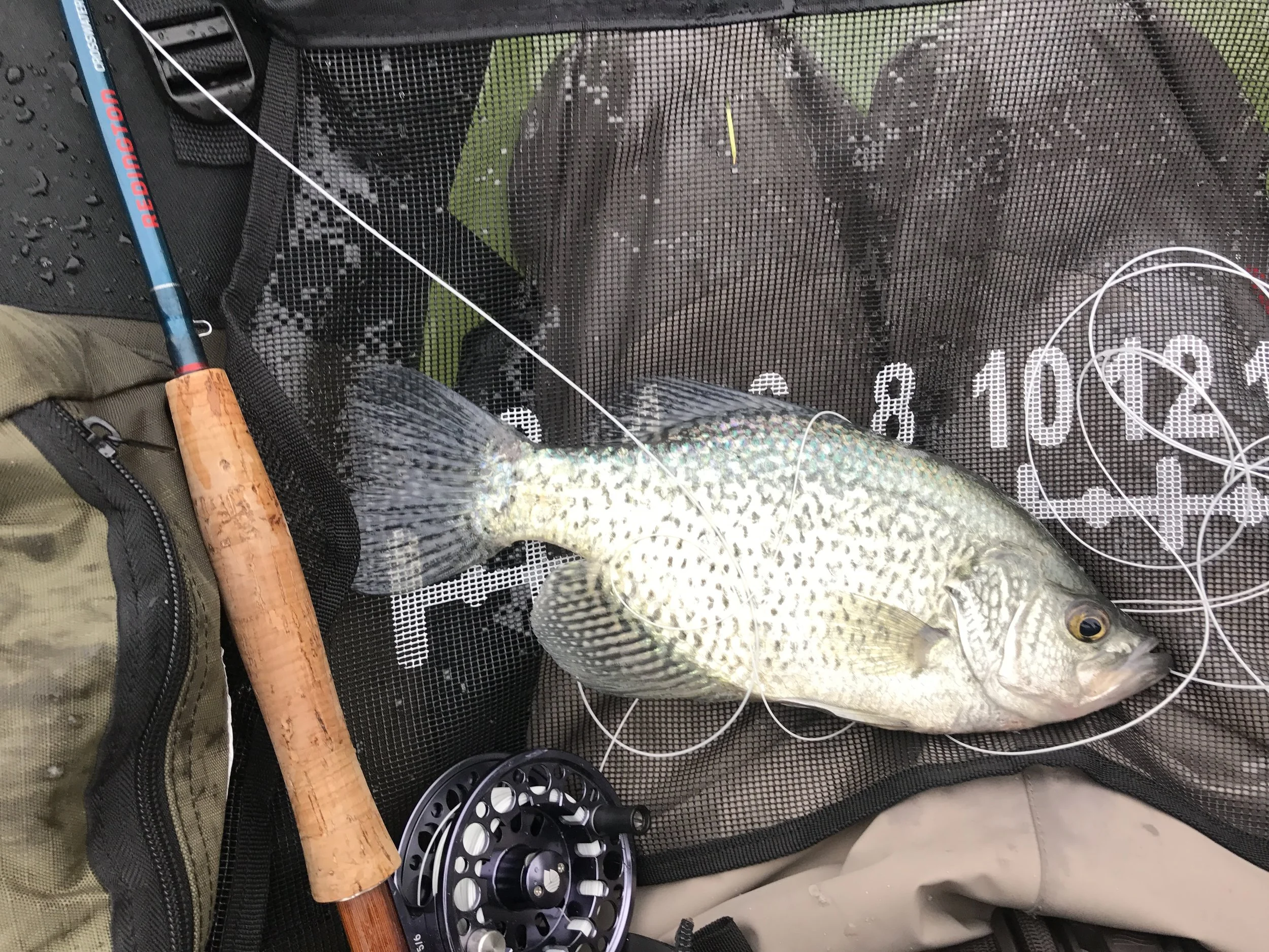 Rollins Reservoir Crappie