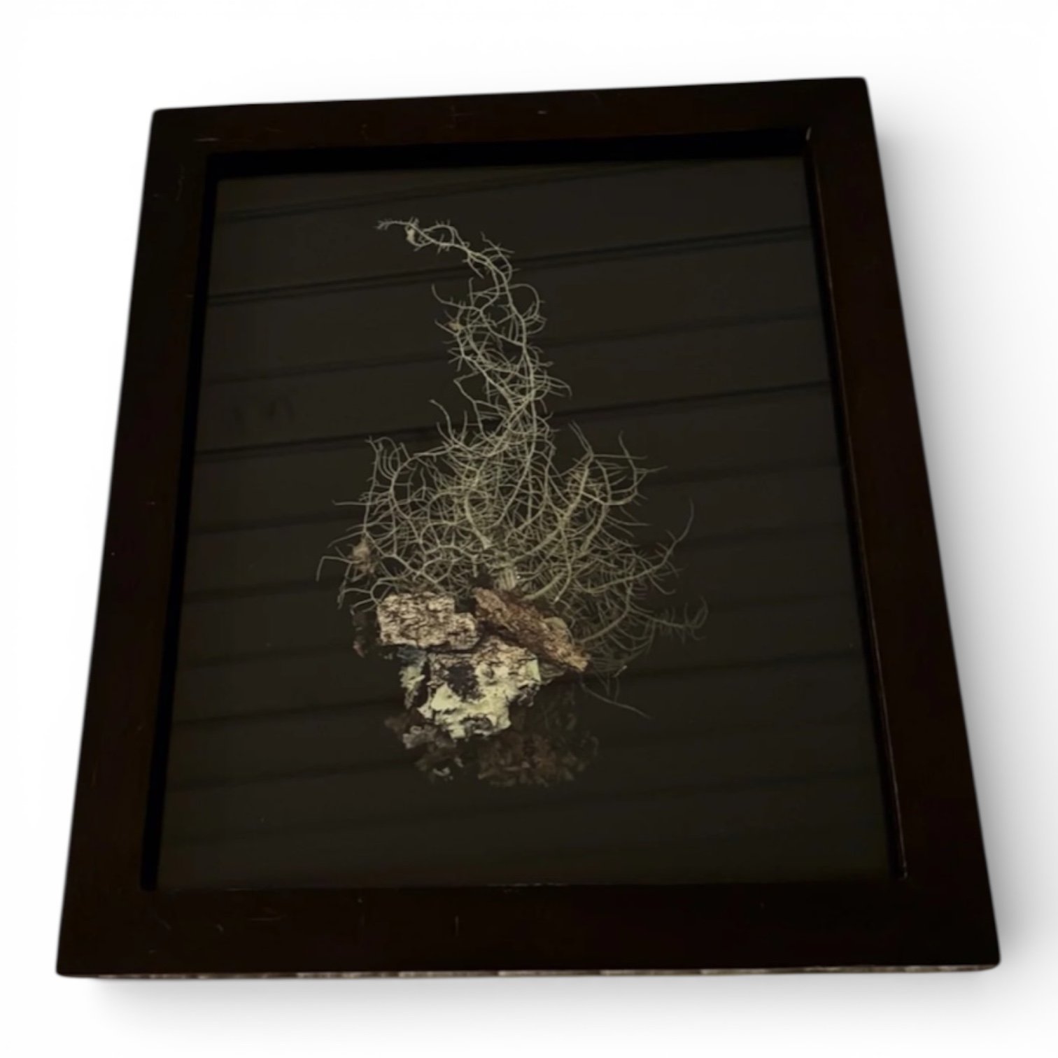 Symbiosis - framed, photo art piece - medium