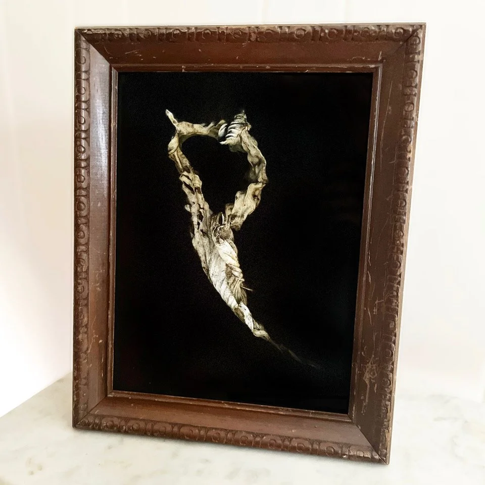 Leaf - framed, photo art piece - medium