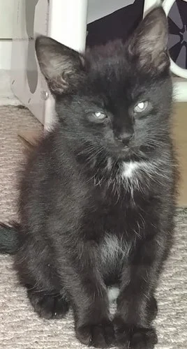 He deals in blood and nummy treats.