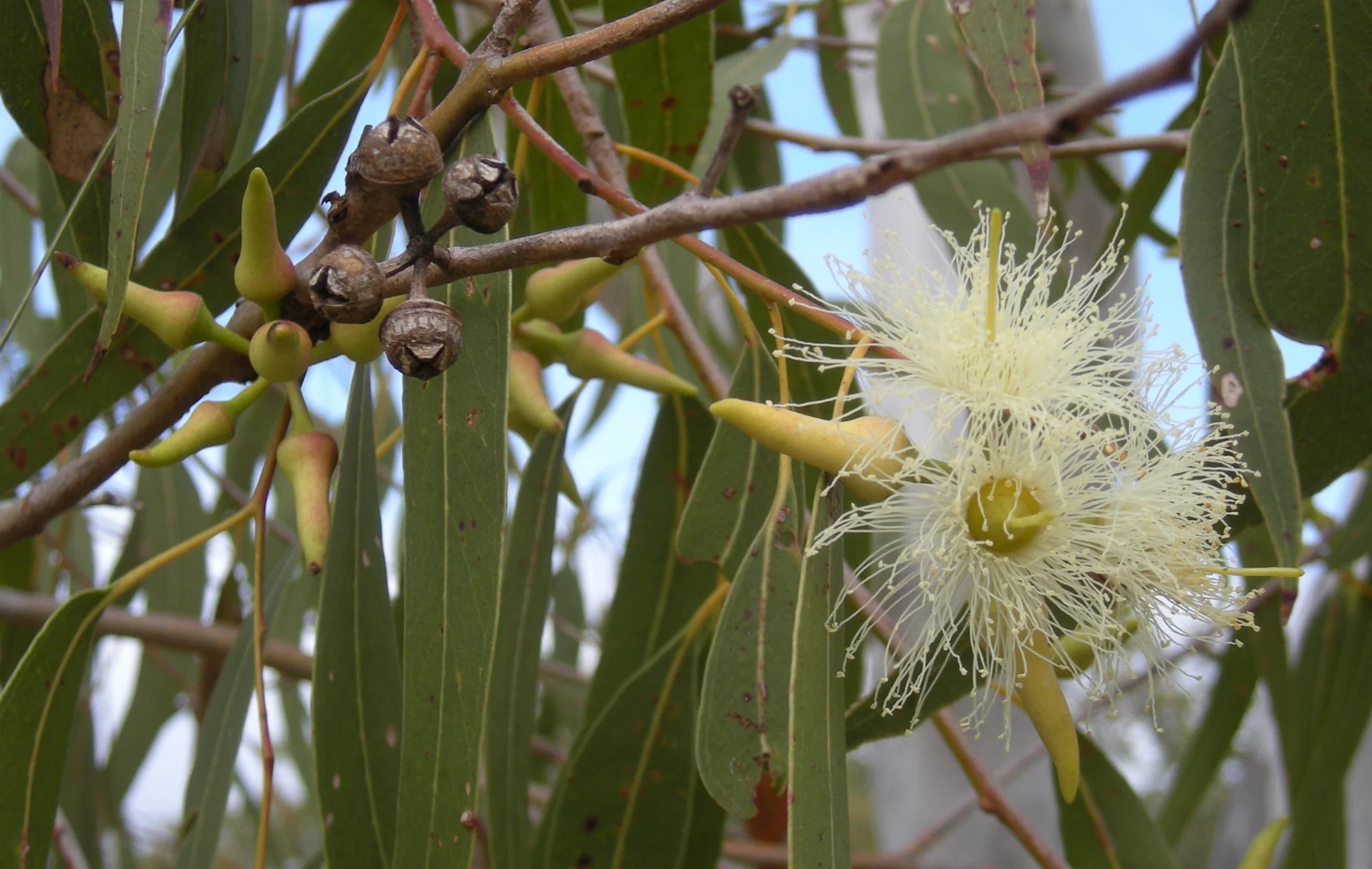Eucalyptus_tereticornis_flowers,_capsules,_buds_and_foliage.jpeg