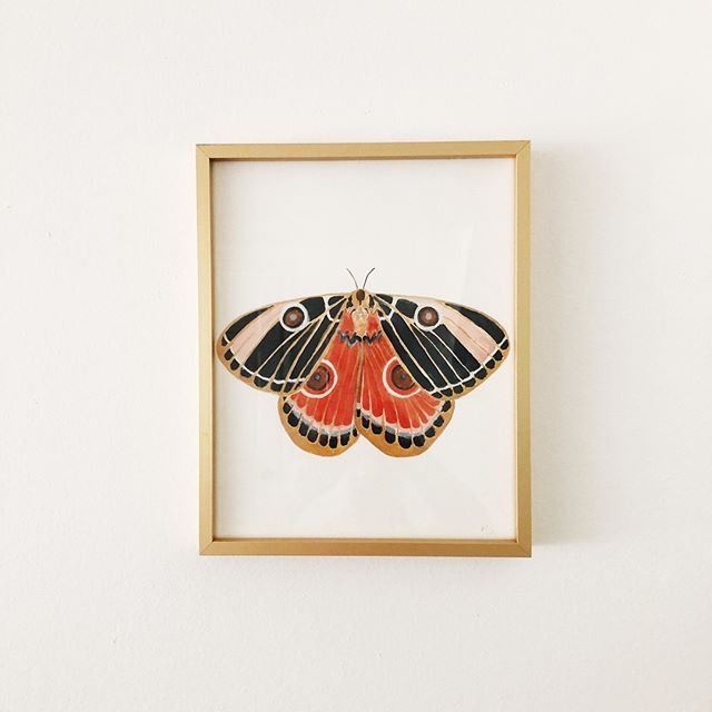 I was up late last night laying out a portfolio and started dreaming about another collection...Theres been a lot of admin work around here lately with the site launch so I&rsquo;m pretty excited to get back to painting ! This moth was one of my favo