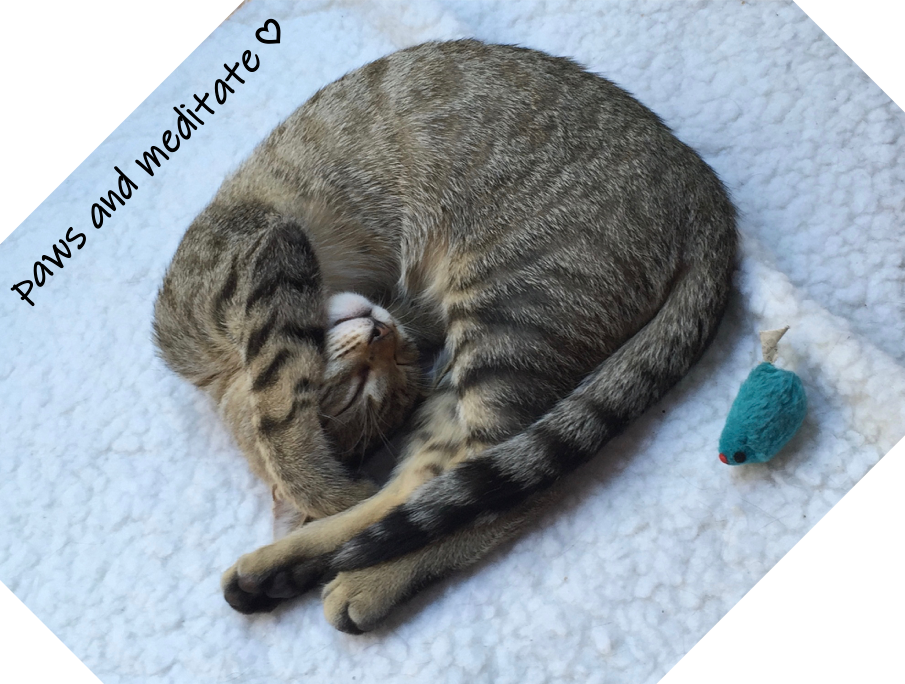 When feeling blue: kitty love and humor! ¡Cuando te sientas triste: amor gatuno y humor!