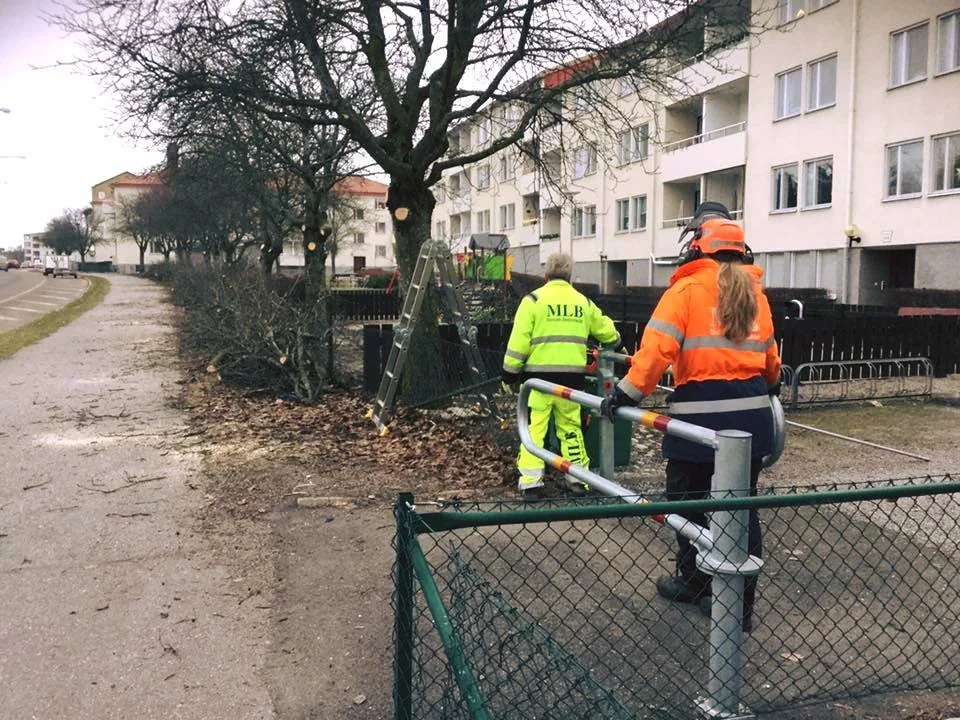 Beskärning.jpg