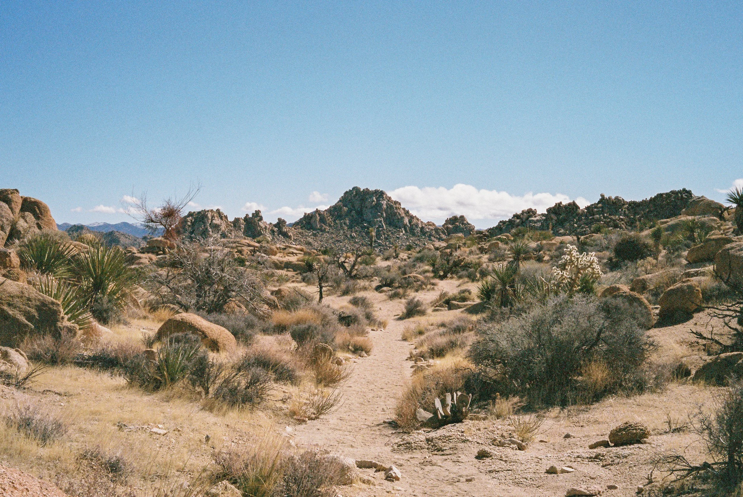 Joshua Tree
