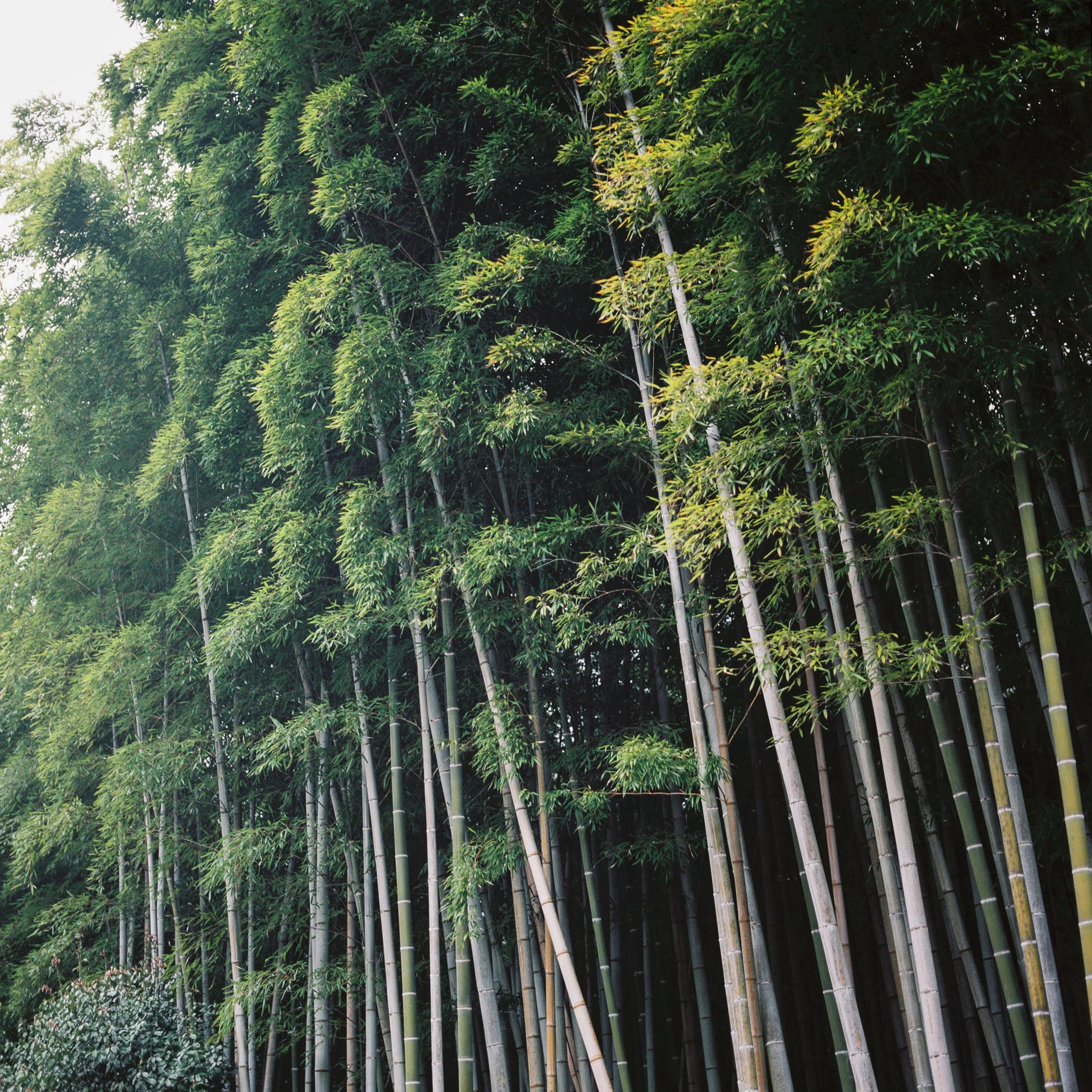 Arashiyama