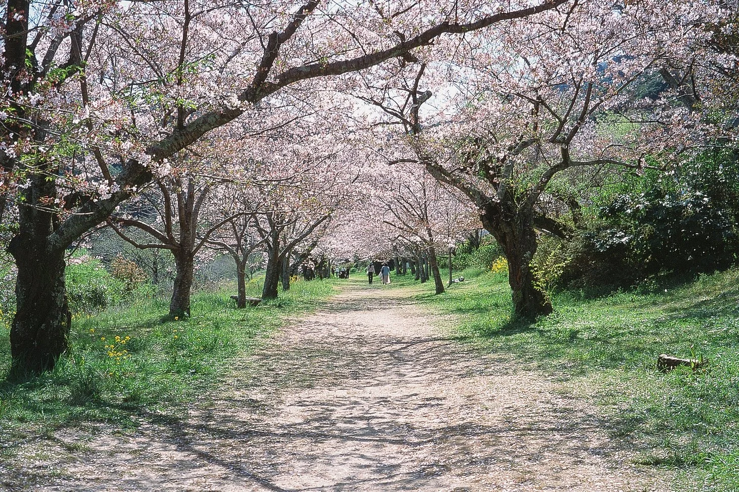 Iwakuni II