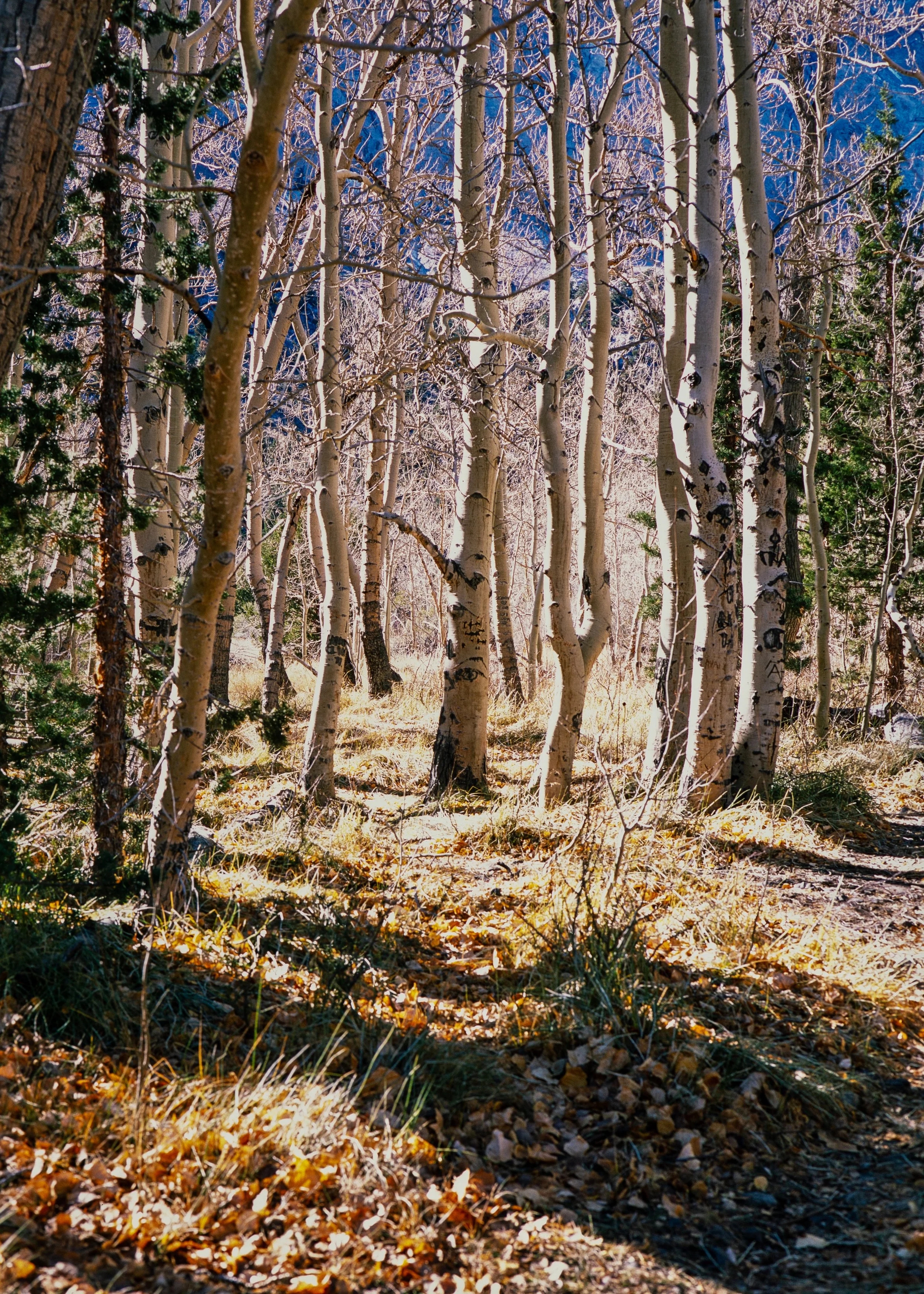 Convict Lake