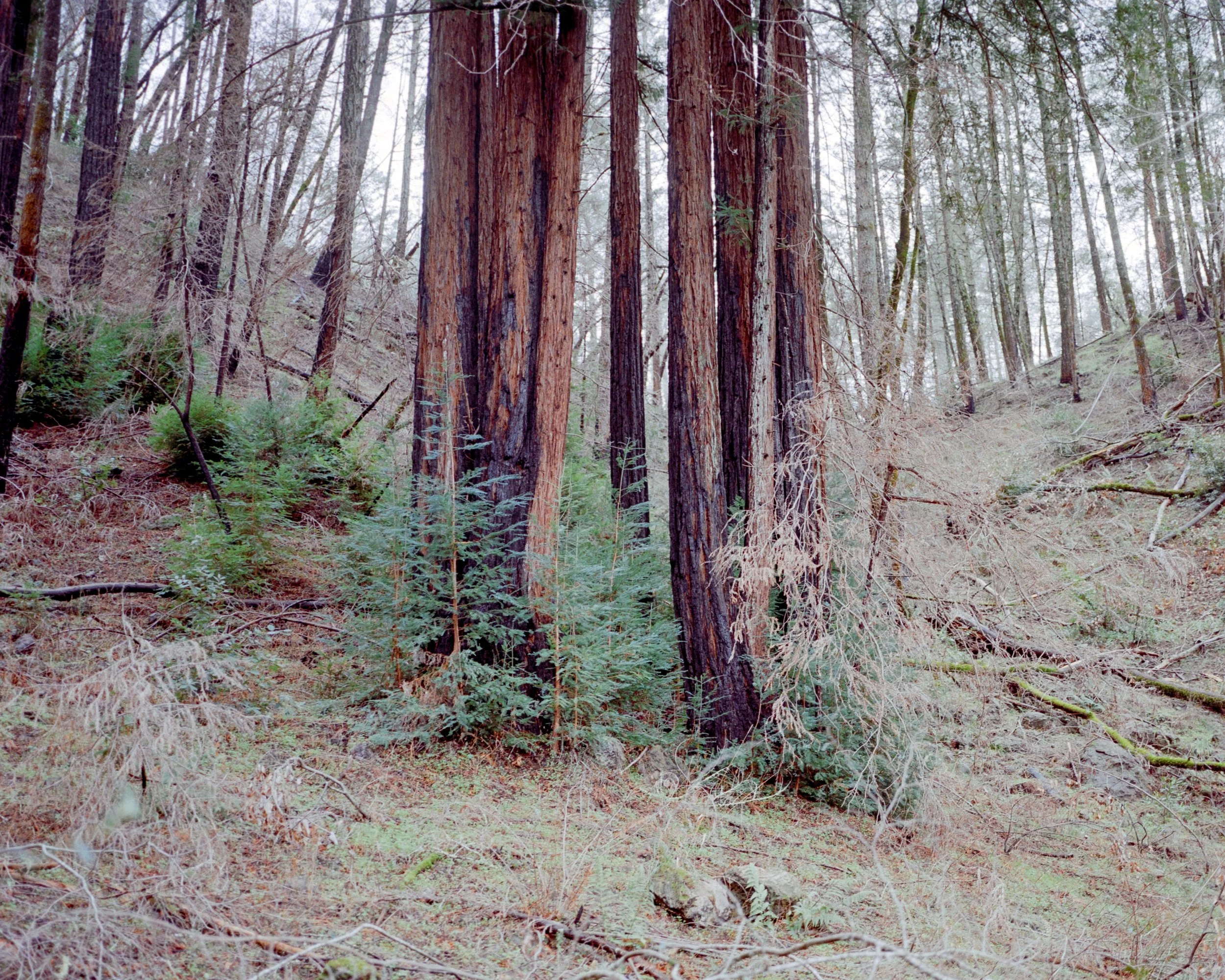 Bothe-Napa Valley State Park