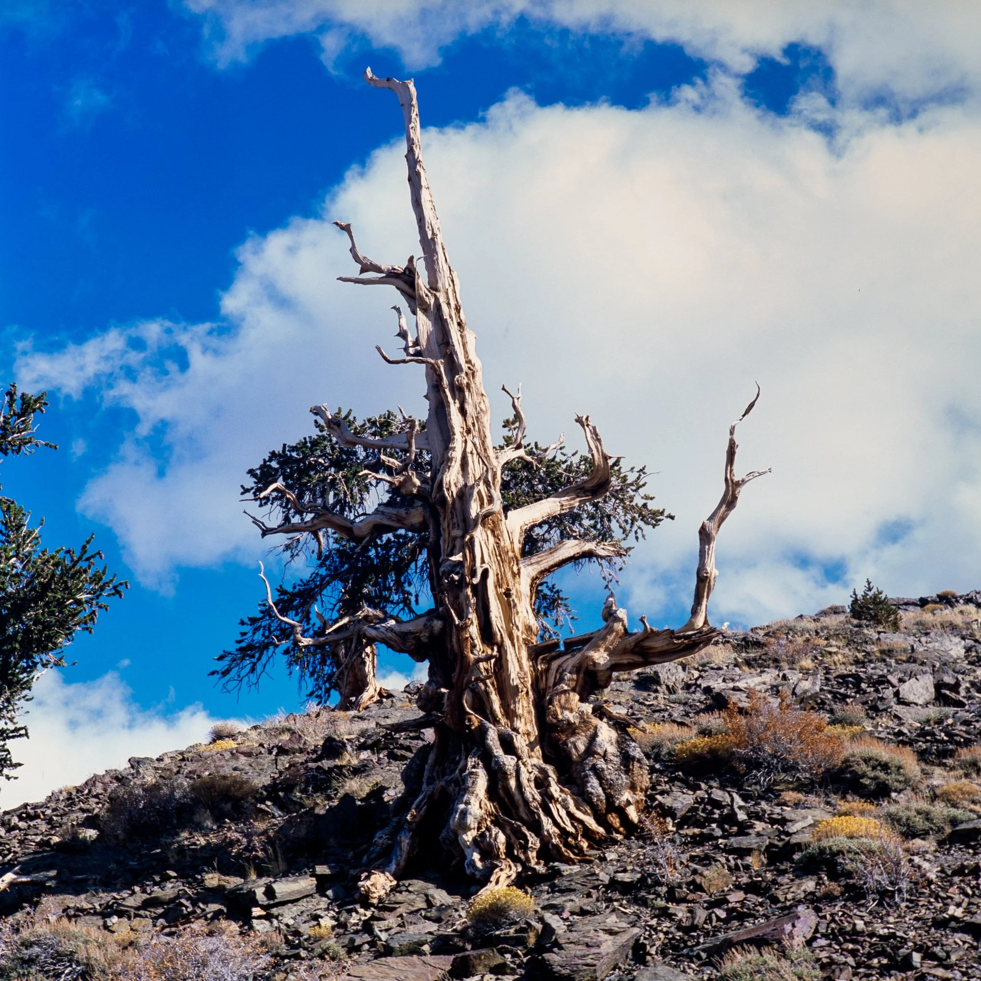 Inyo National Forest