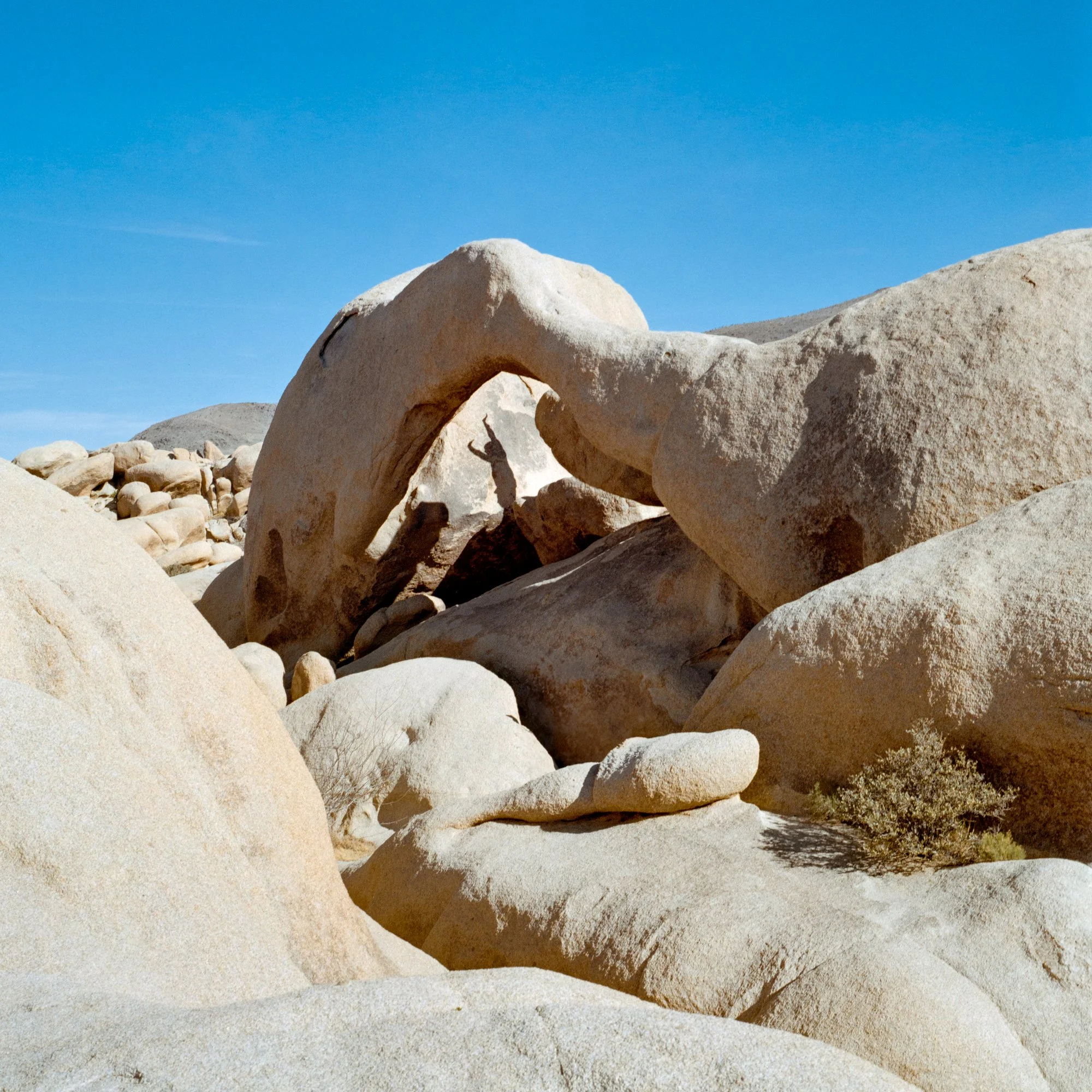 Joshua Tree II