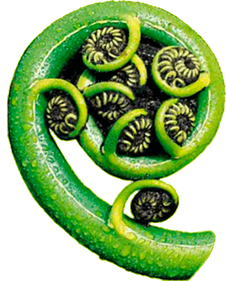 CReW-Logo-Koru2.png
