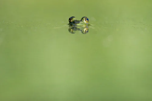 frog.jpg