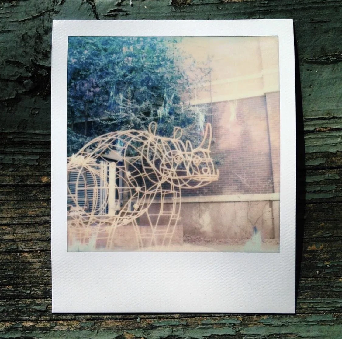 &ldquo;Rhino Gym&rdquo;
Ira DeKoven, 1972

📸 - @brightonkilgore , 2017