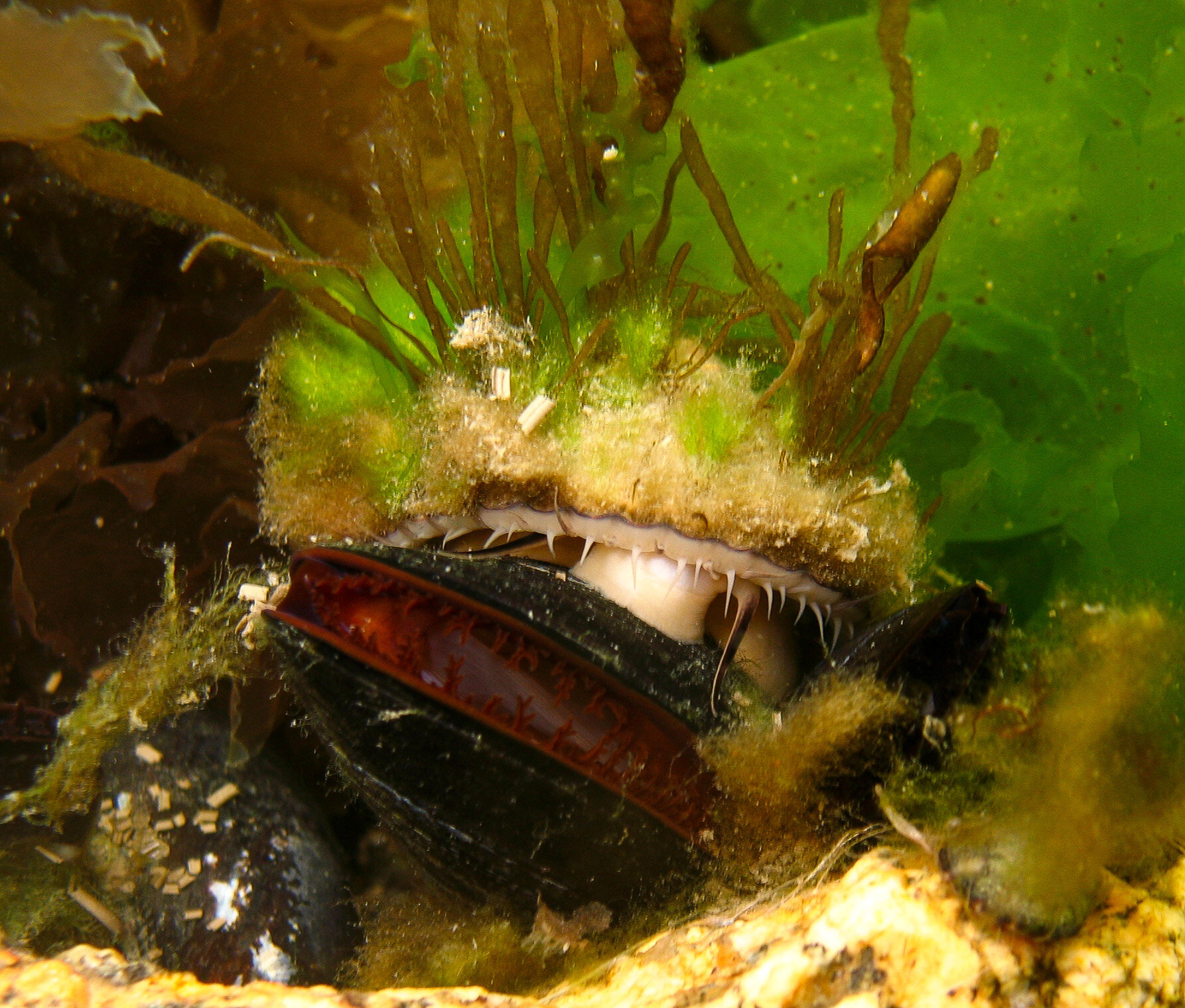 Blue mussel and keyhole limpet - Photo by Jaime Ojeda